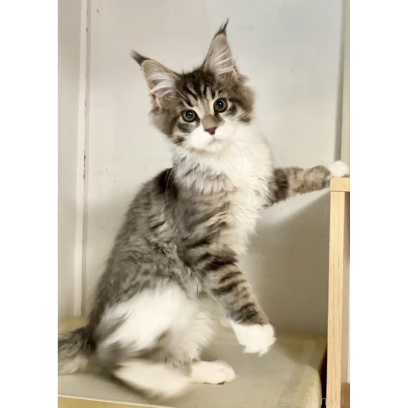 販売中の和歌山県のメインクーン-134477の16枚目