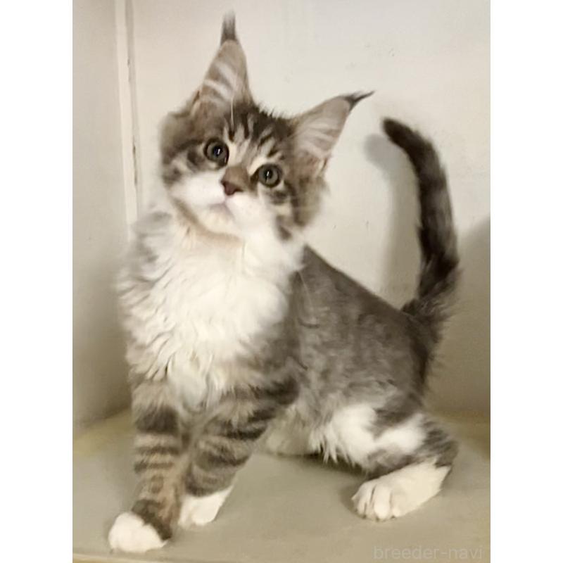 販売中の和歌山県のメインクーン-134477の15枚目