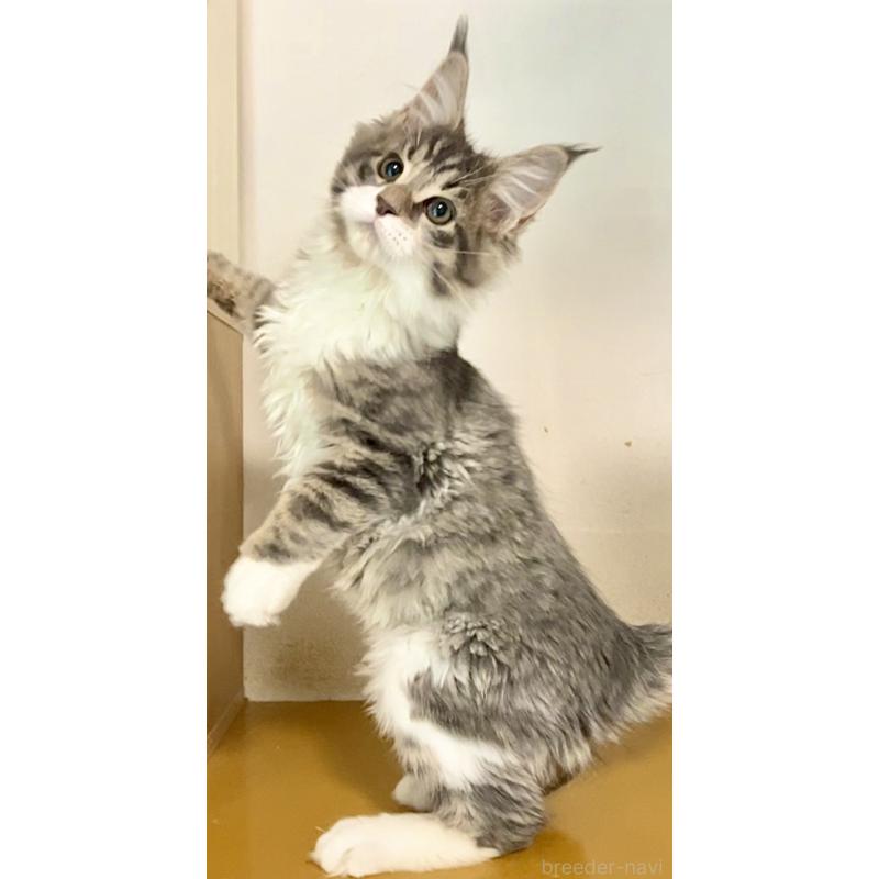 販売中の和歌山県のメインクーン-134477の13枚目