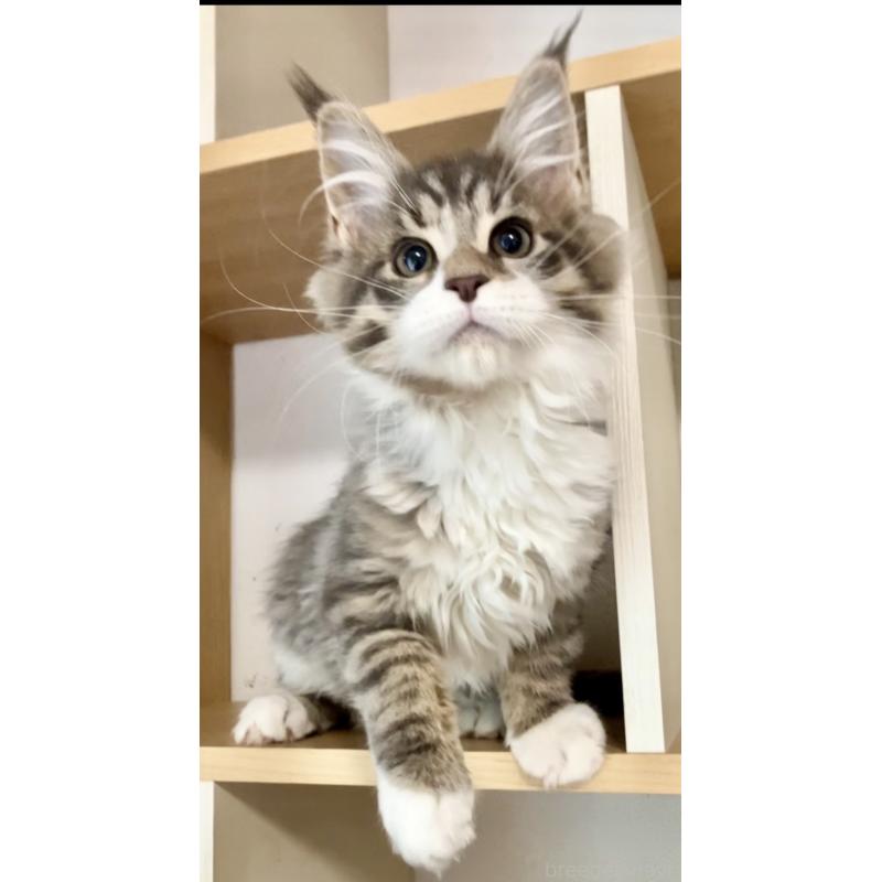 販売中の和歌山県のメインクーン-134477の12枚目