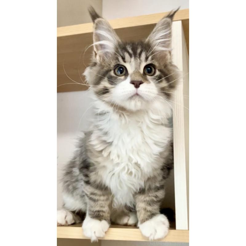 販売中の和歌山県のメインクーン-134477の11枚目