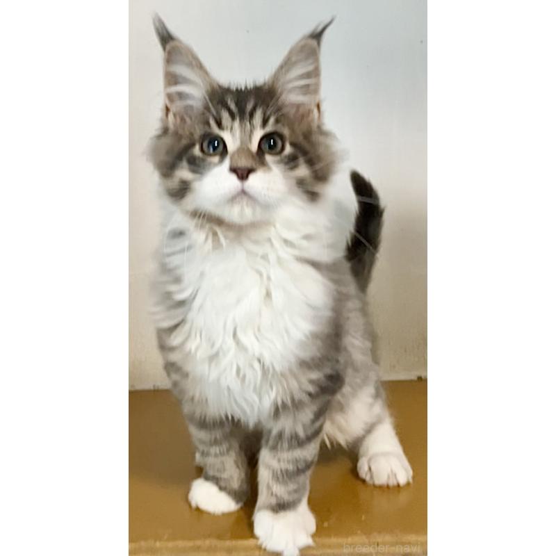 販売中の和歌山県のメインクーン-134477の10枚目