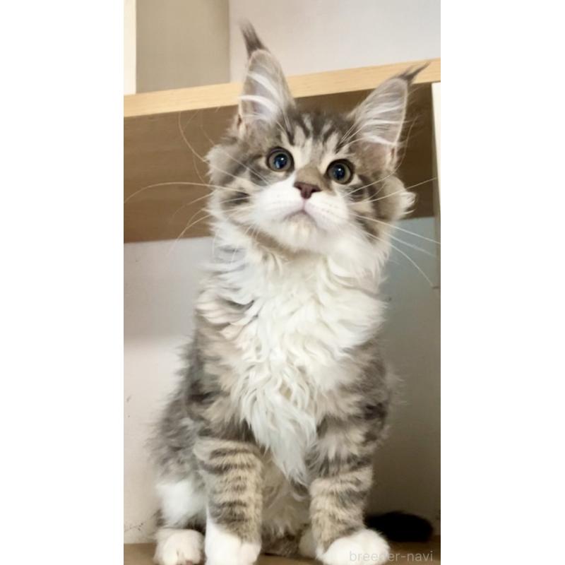 販売中の和歌山県のメインクーン-134477の9枚目