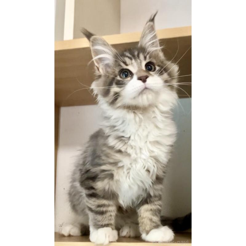 販売中の和歌山県のメインクーン-134477の7枚目