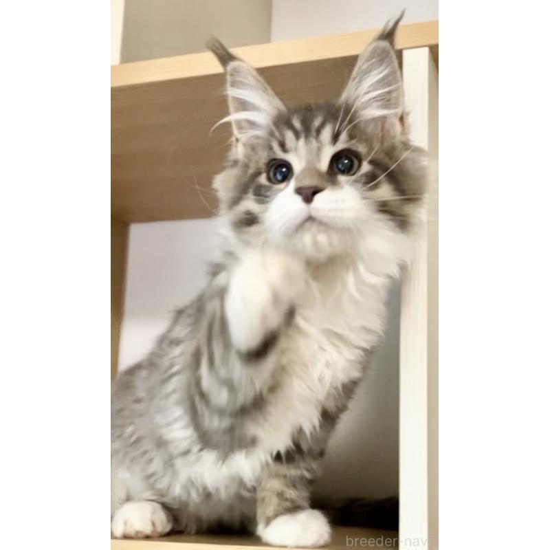 販売中の和歌山県のメインクーン-134477の6枚目