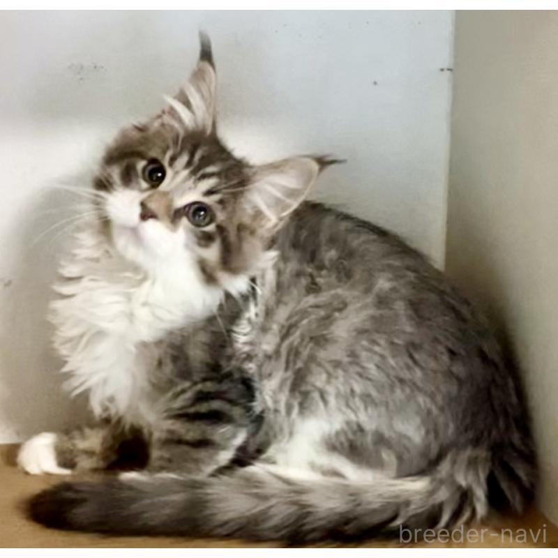 販売中の和歌山県のメインクーン-134477の4枚目