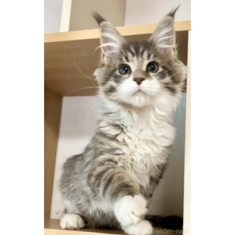 販売中の和歌山県のメインクーン-134477の3枚目