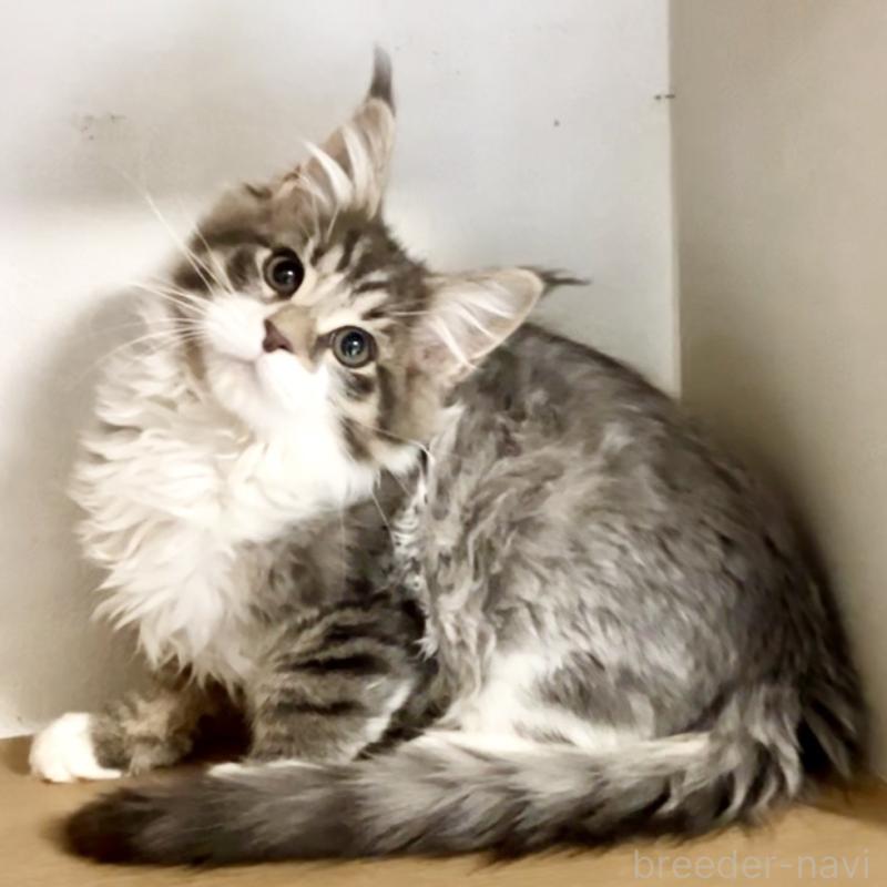 販売中の和歌山県のメインクーン-134477の2枚目