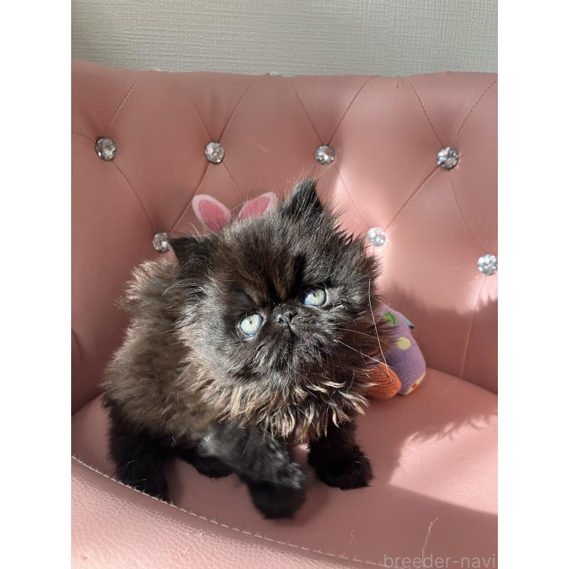 販売中の宮城県のエキゾチックショートヘア-132891の5枚目