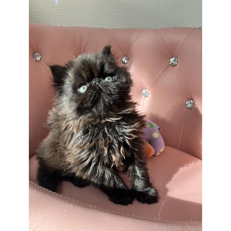 販売中の宮城県のエキゾチックショートヘア-132891の4枚目