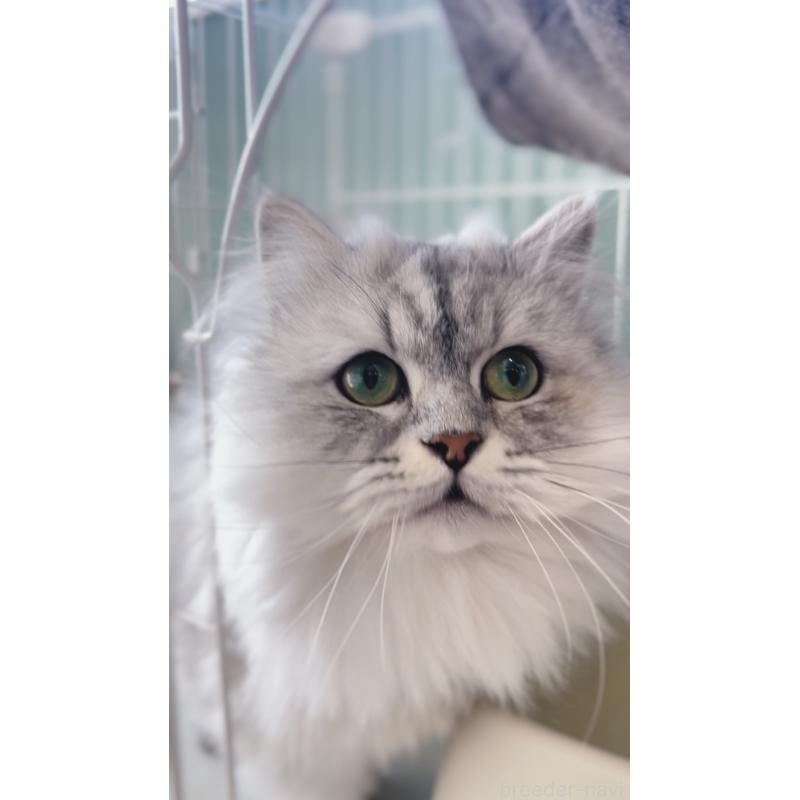 販売中の長野県のミヌエット-131594の5枚目