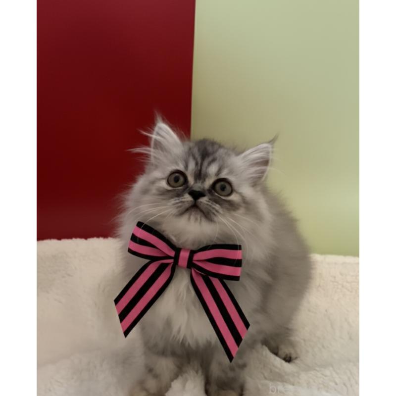 販売中の埼玉県のミヌエット-134204の7枚目