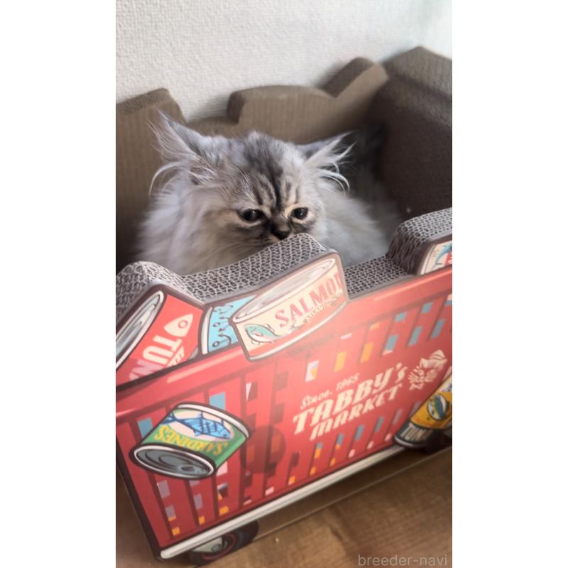 販売中の埼玉県のミヌエット-134204の6枚目