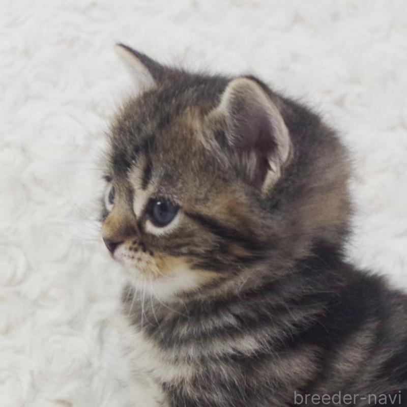 販売中の群馬県のミックス-134549の8枚目