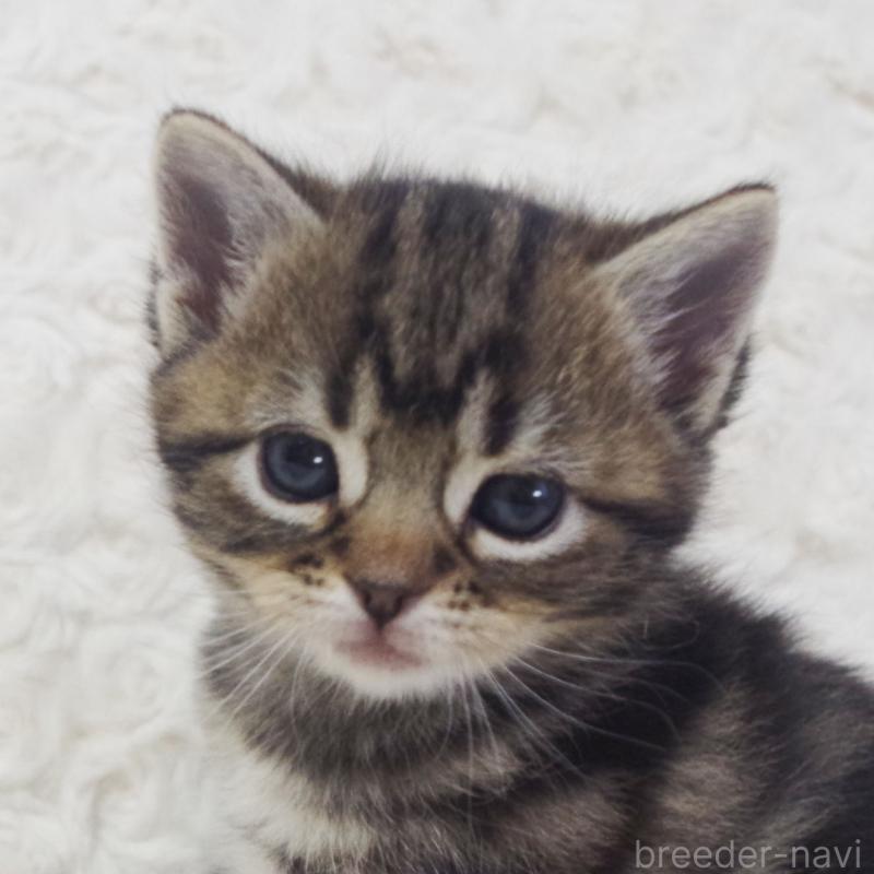 販売中の群馬県のミックス-134549の6枚目