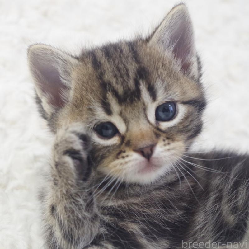 販売中の群馬県のミックス-134549の5枚目