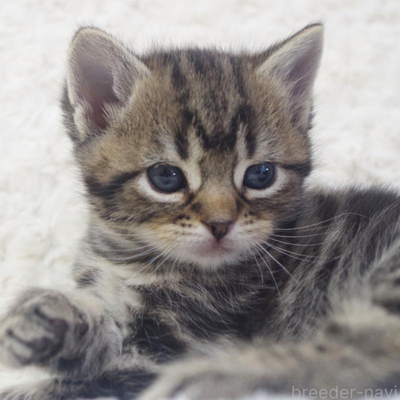 販売中の群馬県のミックス-134549の3枚目