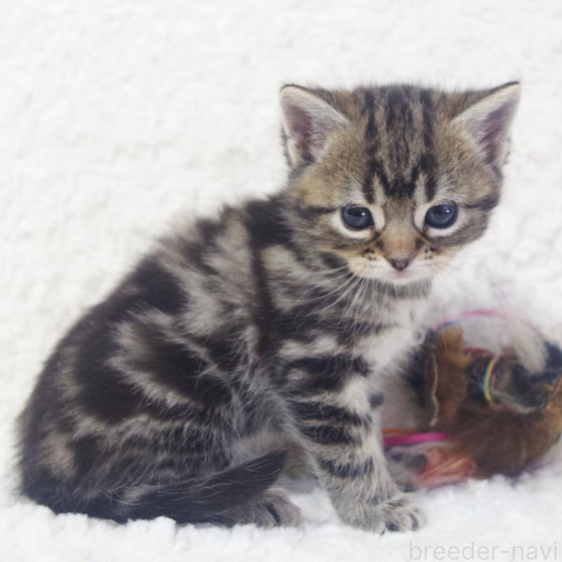 販売中の群馬県のミックス-134549の2枚目