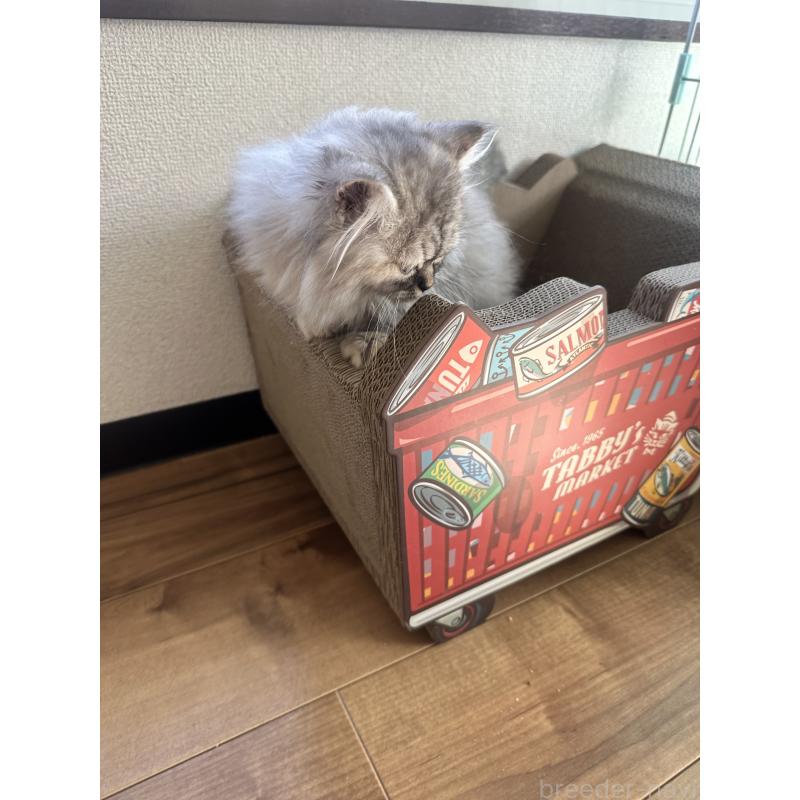 販売中の埼玉県のマンチカン-134374の10枚目