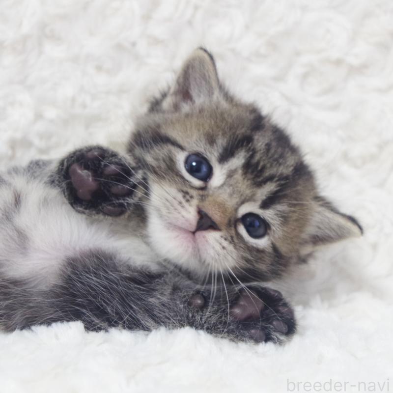 販売中の群馬県のミックス-134550の8枚目