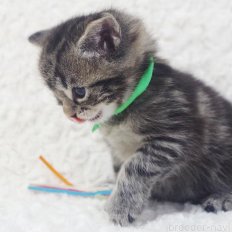 販売中の群馬県のミックス-134550の7枚目