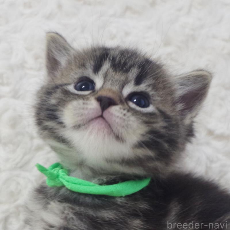 販売中の群馬県のミックス-134550