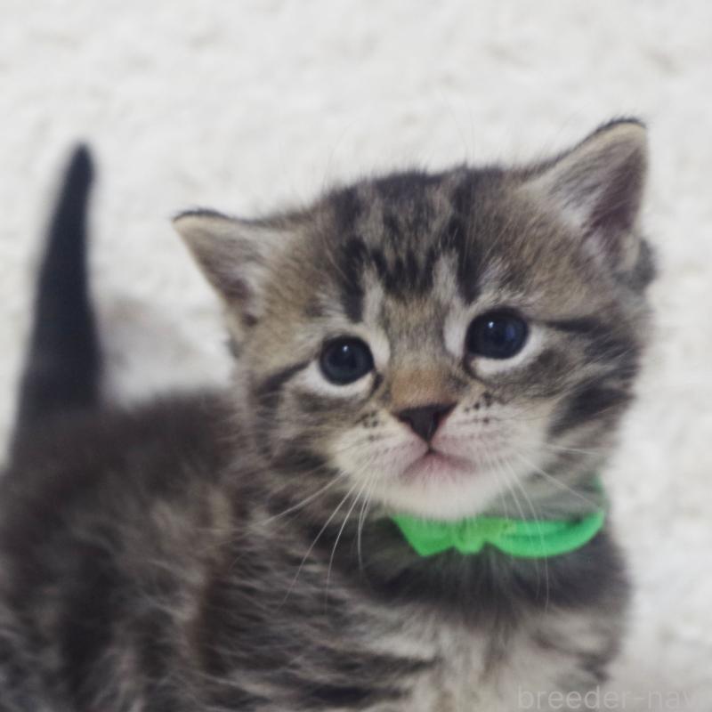 販売中の群馬県のミックス-134550の6枚目