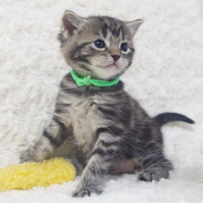 販売中の群馬県のミックス-134550の5枚目