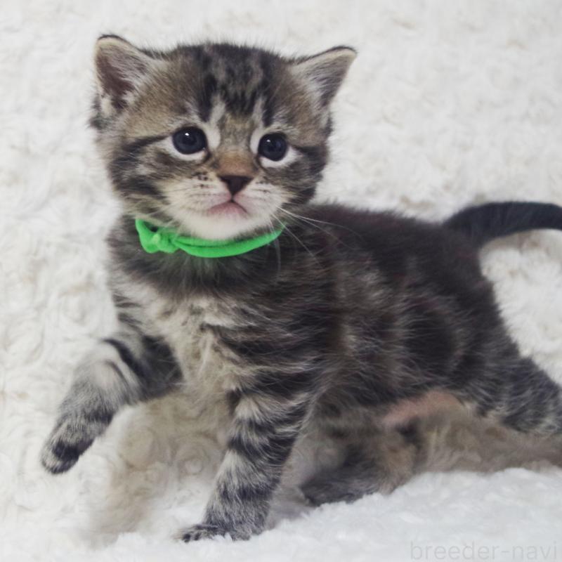 販売中の群馬県のミックス-134550の4枚目