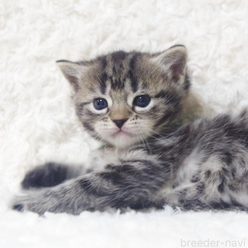 販売中の群馬県のミックス-134550の3枚目