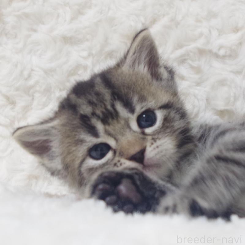 販売中の群馬県のミックス-134550の2枚目