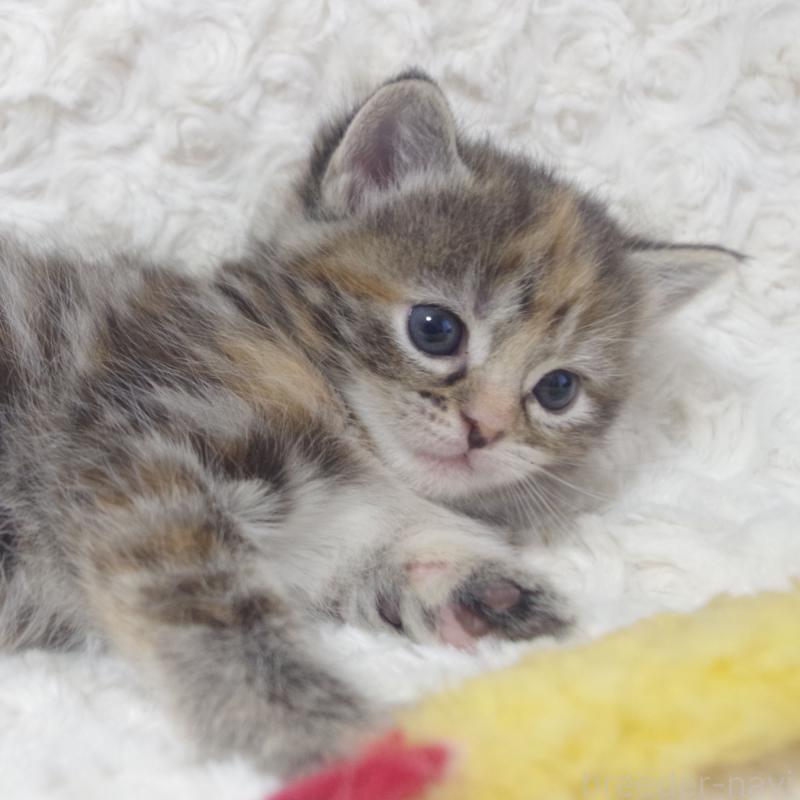 販売中の群馬県のミックス-134551の9枚目