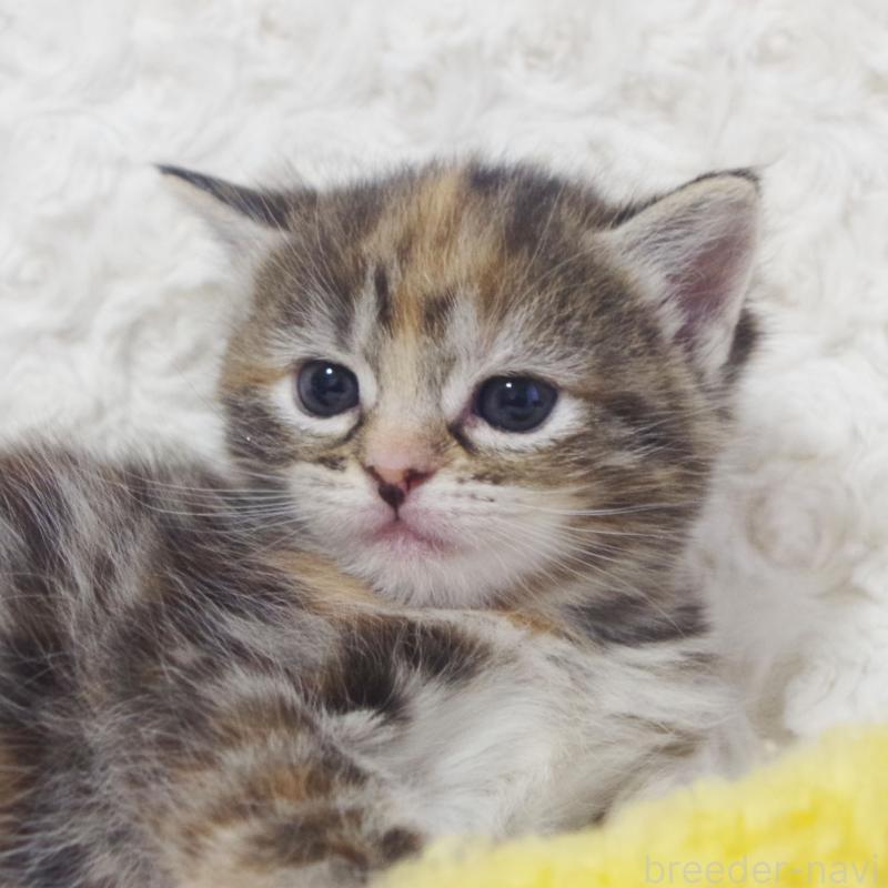 販売中の群馬県のミックス-134551の8枚目