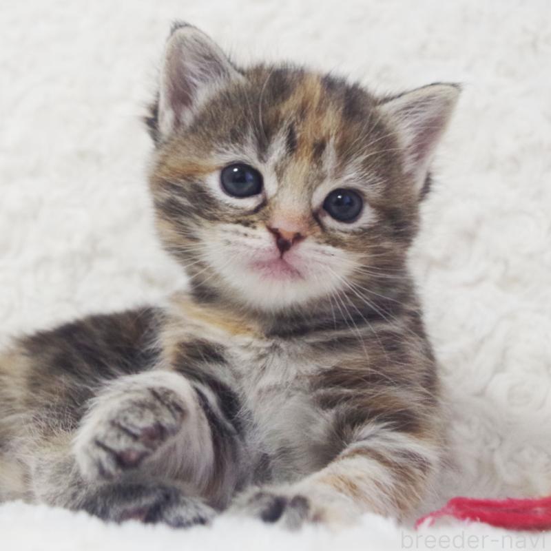 販売中の群馬県のミックス-134551の6枚目