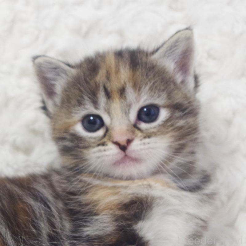 販売中の群馬県のミックス-134551の1枚目