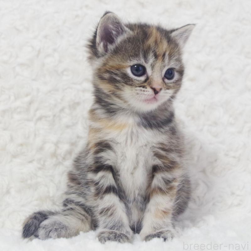 販売中の群馬県のミックス-134551の5枚目