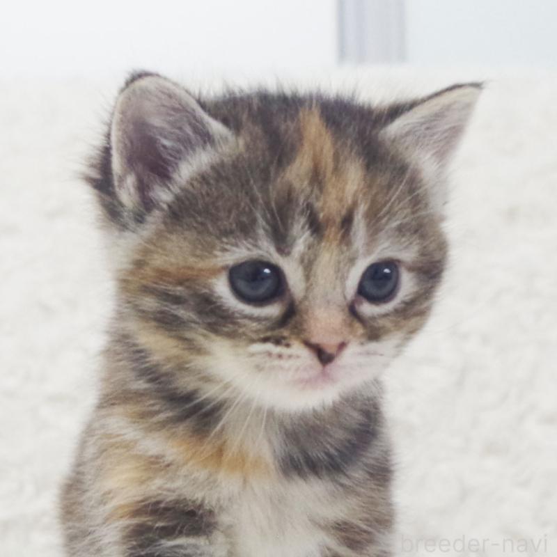 販売中の群馬県のミックス-134551の4枚目