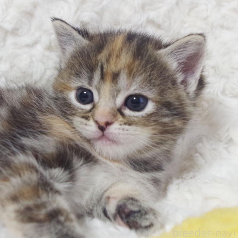 販売中の群馬県のミックス-134551の2枚目