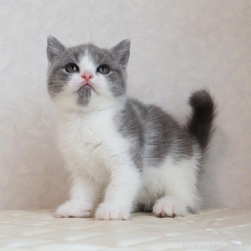 販売中の静岡県のブリティッシュショートヘア-133526の5枚目