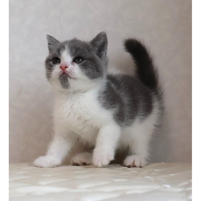 販売中の静岡県のブリティッシュショートヘア-133526の3枚目