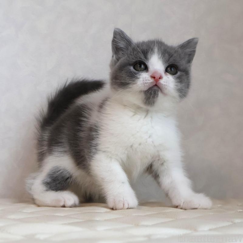 販売中の静岡県のブリティッシュショートヘア-133526