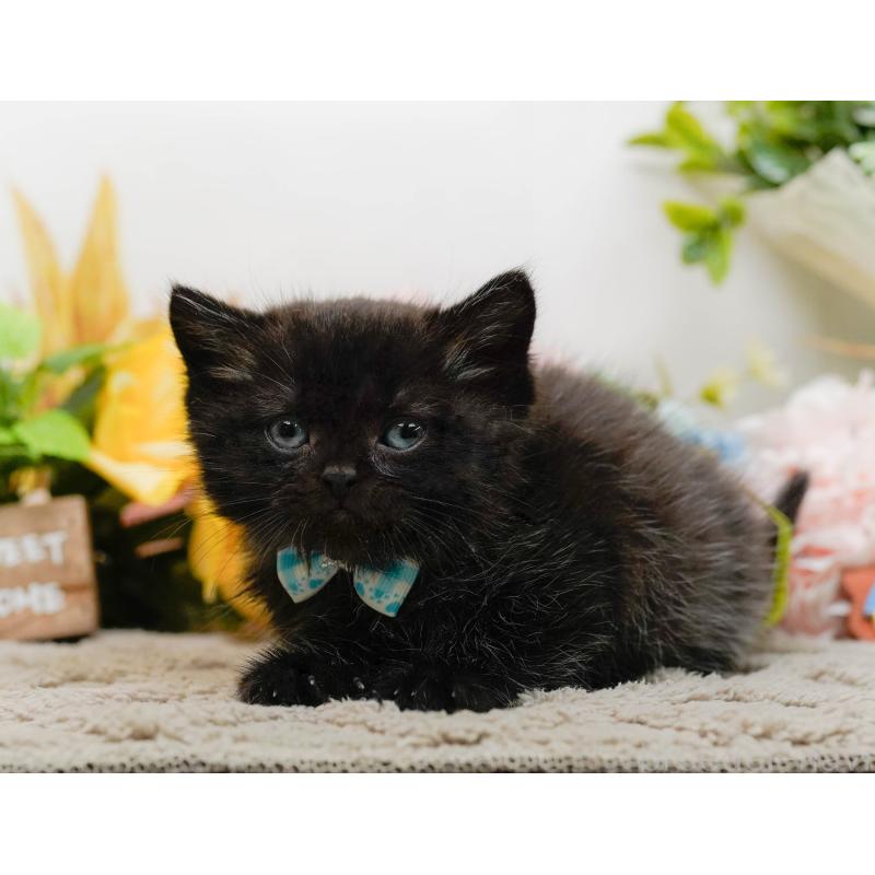 販売中の神奈川県のミヌエット-134734の14枚目