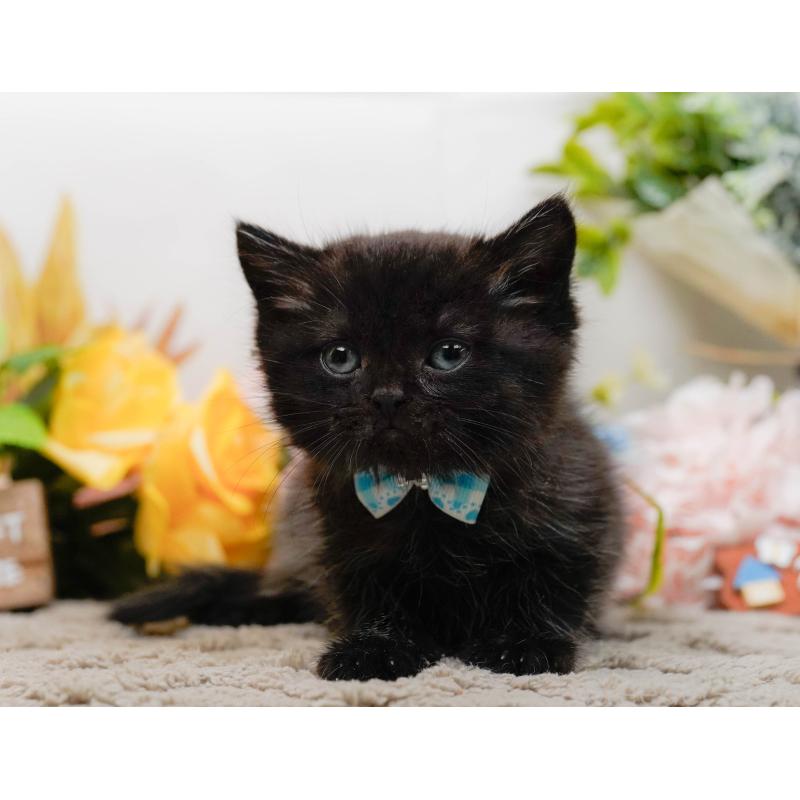 販売中の神奈川県のミヌエット-134734の13枚目