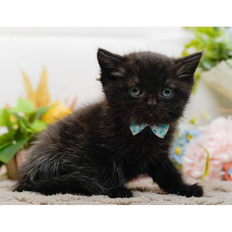 販売中の神奈川県のミヌエット-134734の11枚目