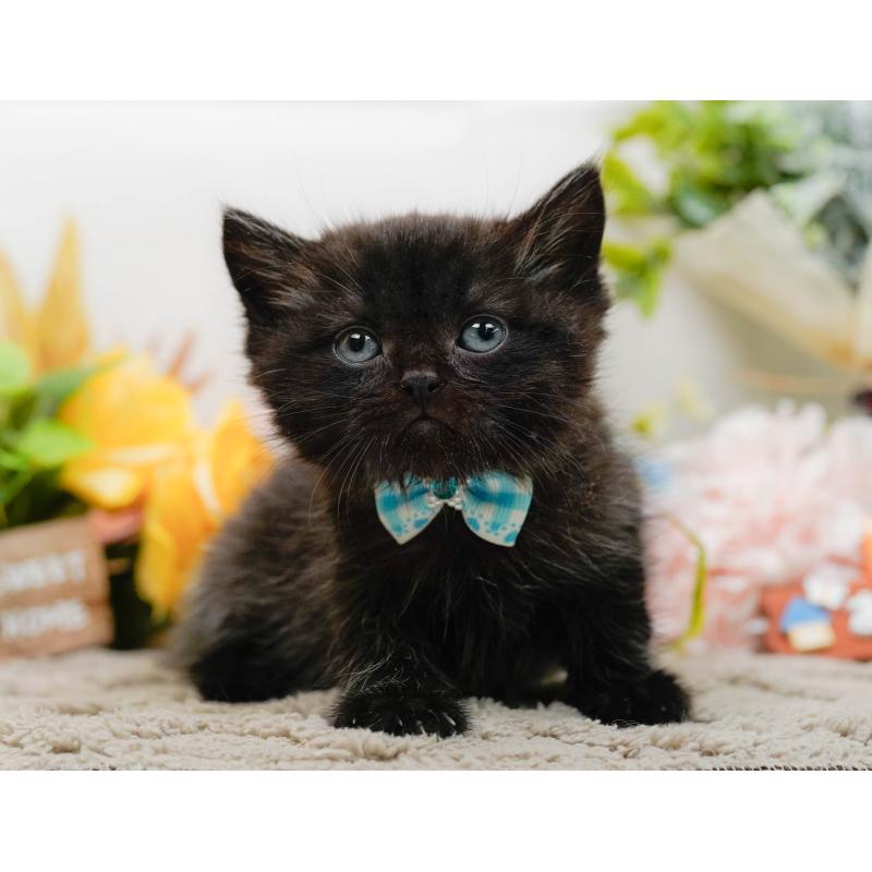 販売中の神奈川県のミヌエット-134734の10枚目