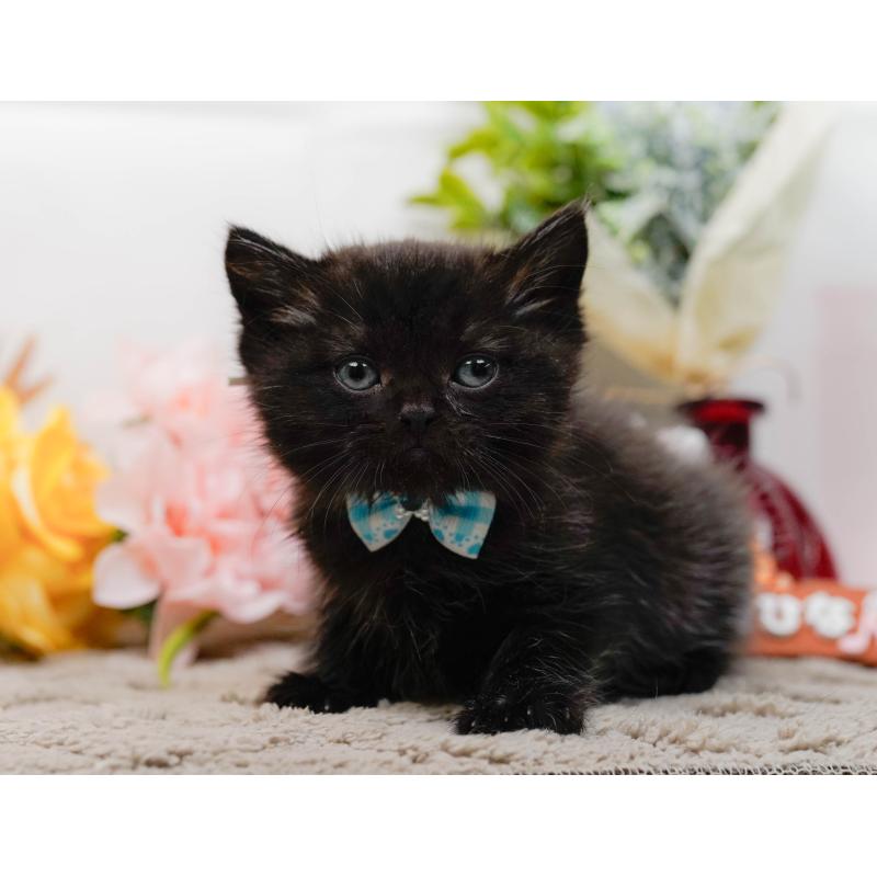 販売中の神奈川県のミヌエット-134734の9枚目