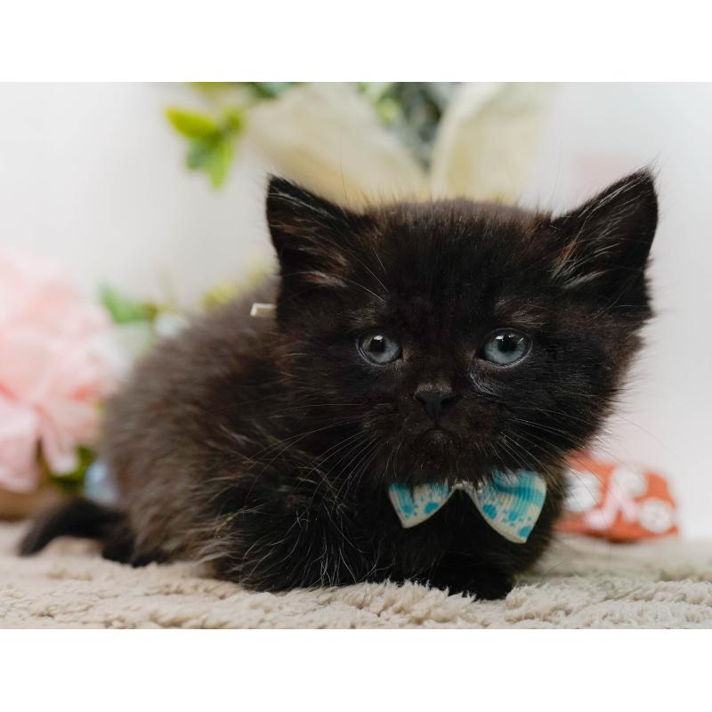 販売中の神奈川県のミヌエット-134734の8枚目