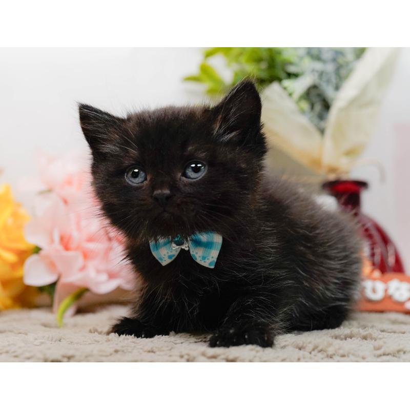 販売中の神奈川県のミヌエット-134734の7枚目