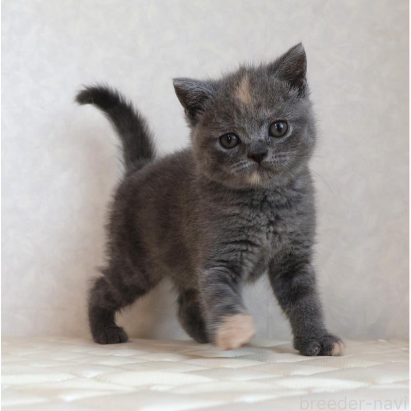 販売中の静岡県のブリティッシュショートヘア-133528の5枚目