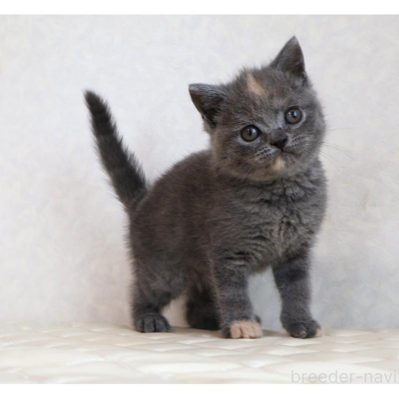 販売中の静岡県のブリティッシュショートヘア-133528の4枚目